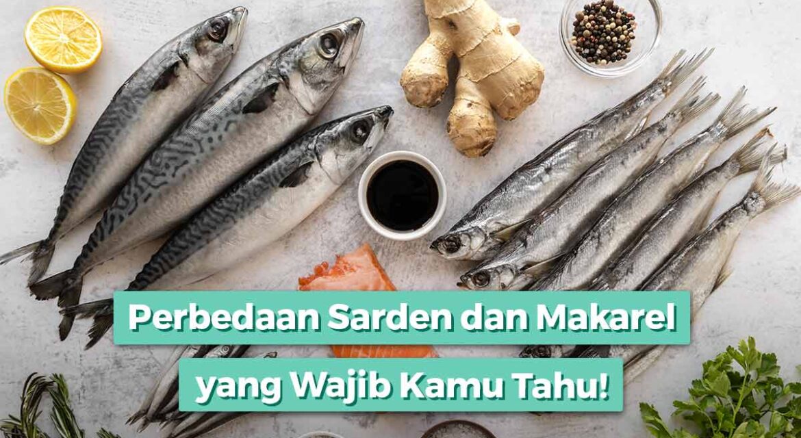 perbedaan sarden dan makarel