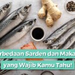 perbedaan sarden dan makarel
