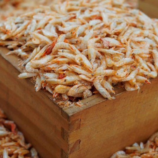 udang rebon King's Fisher